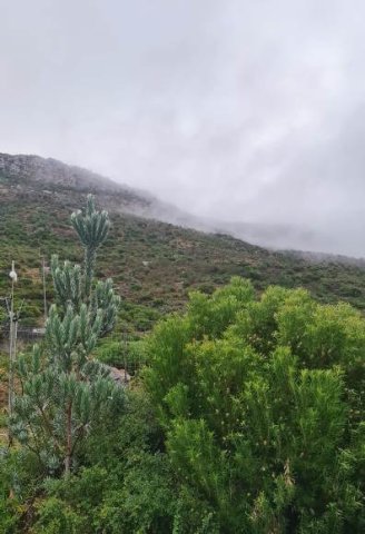 Leucadendron argenteum tree in the veld